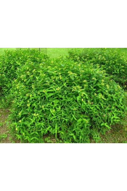 Діервілла сидячолиста Баттерфляй в ландшафті